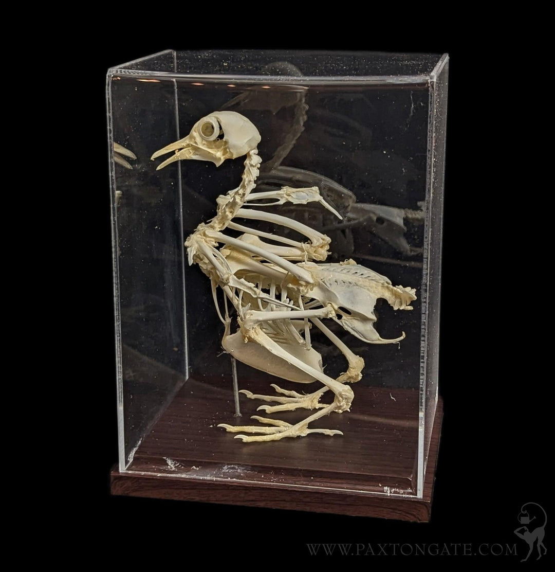 藤井保　SKELETON ZX-S101 Human Skeleton Male Life Size Articulated for
