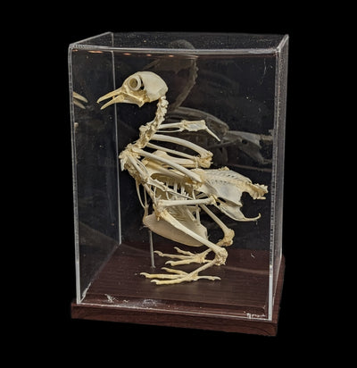 Pigeon Skeleton-Skeletons-C & A Scientific Co., Inc-PaxtonGate