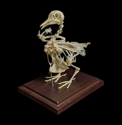 Pigeon Skeleton-Skeletons-C & A Scientific Co., Inc-PaxtonGate