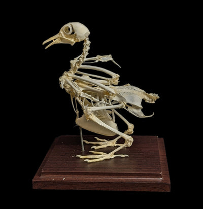 Pigeon Skeleton-Skeletons-C & A Scientific Co., Inc-PaxtonGate