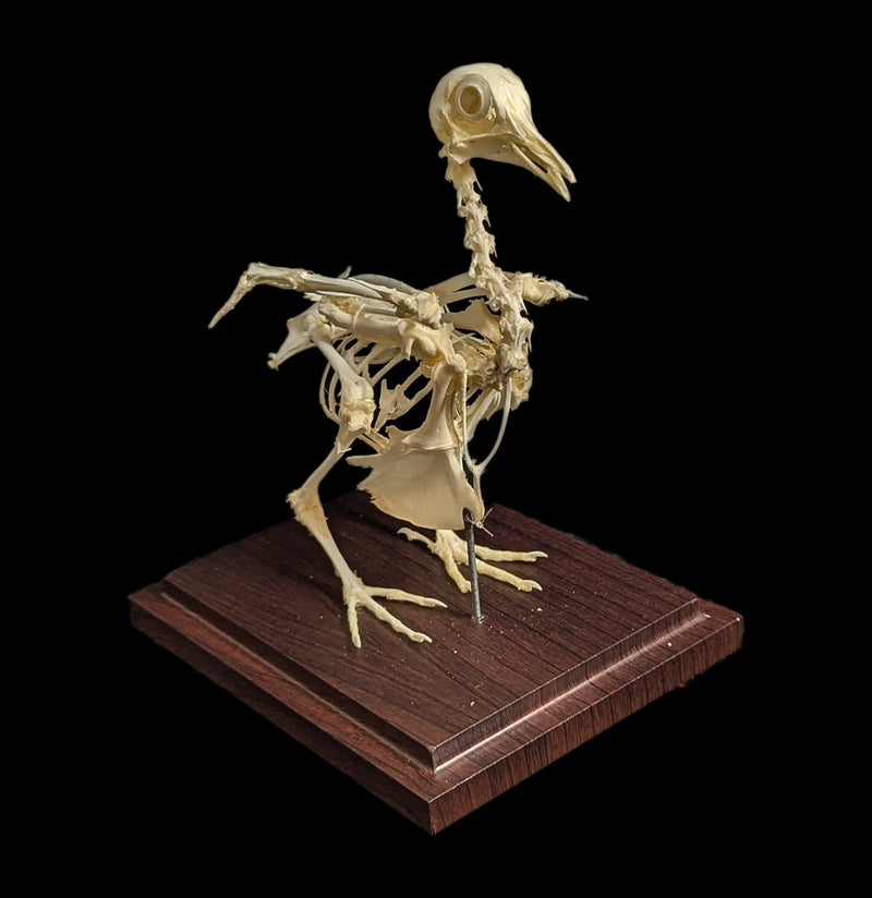 Pigeon Skeleton-Skeletons-C & A Scientific Co., Inc-PaxtonGate