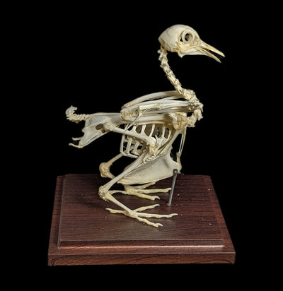 Pigeon Skeleton-Skeletons-C & A Scientific Co., Inc-PaxtonGate