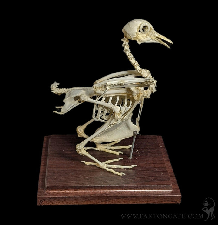 藤井保　SKELETON Replica Bonobo Skeleton For Sale — Skulls Unlimited