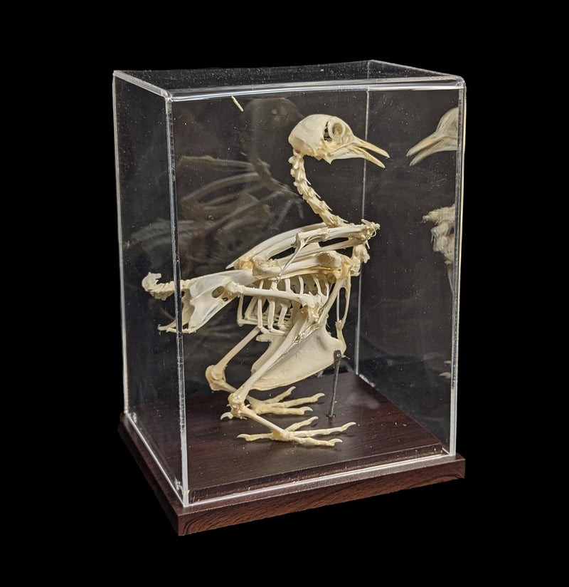 Pigeon Skeleton-Skeletons-C & A Scientific Co., Inc-PaxtonGate