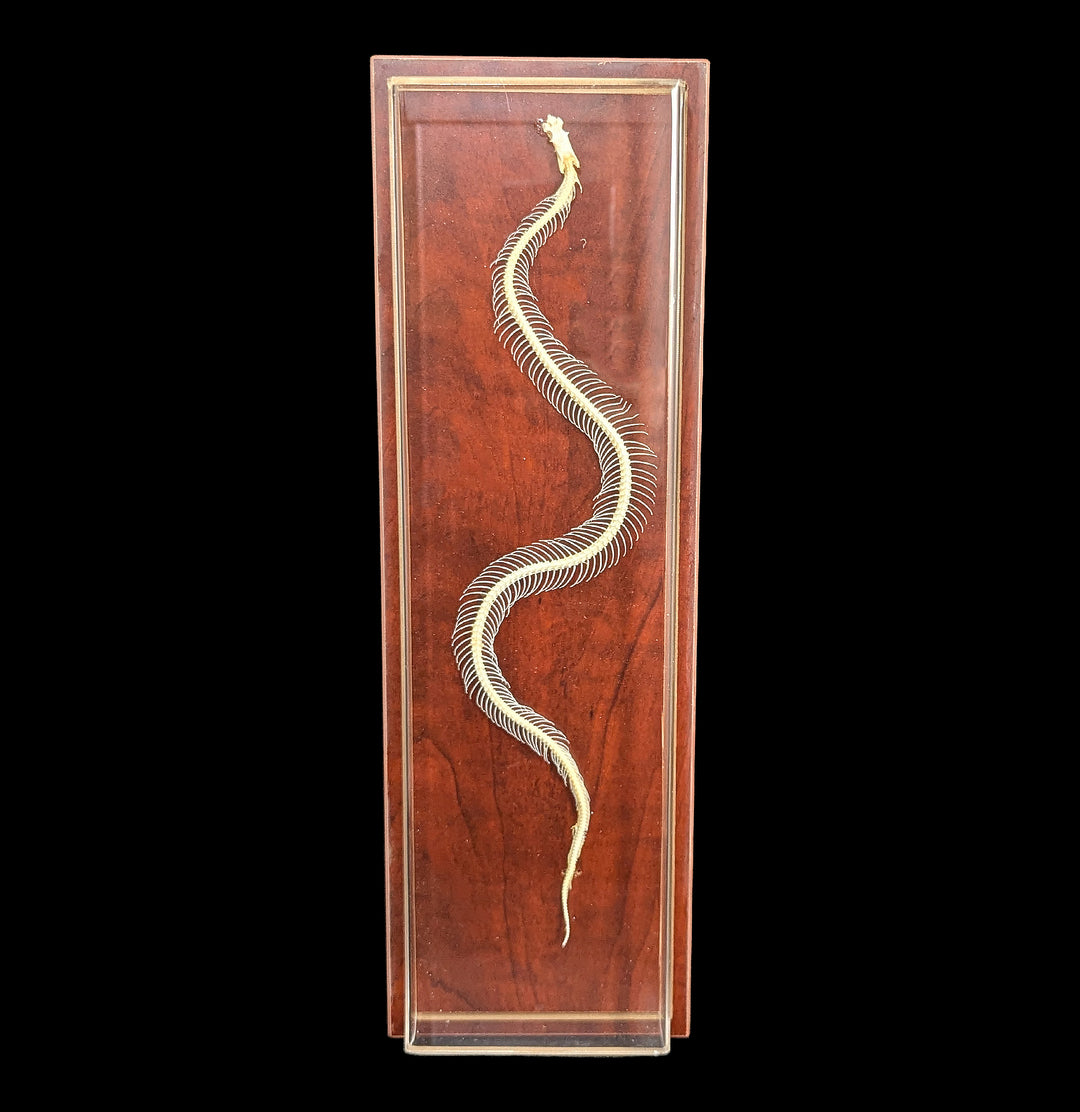 Articulated Venomous Snake Skeleton For Sale | Paxton Gate