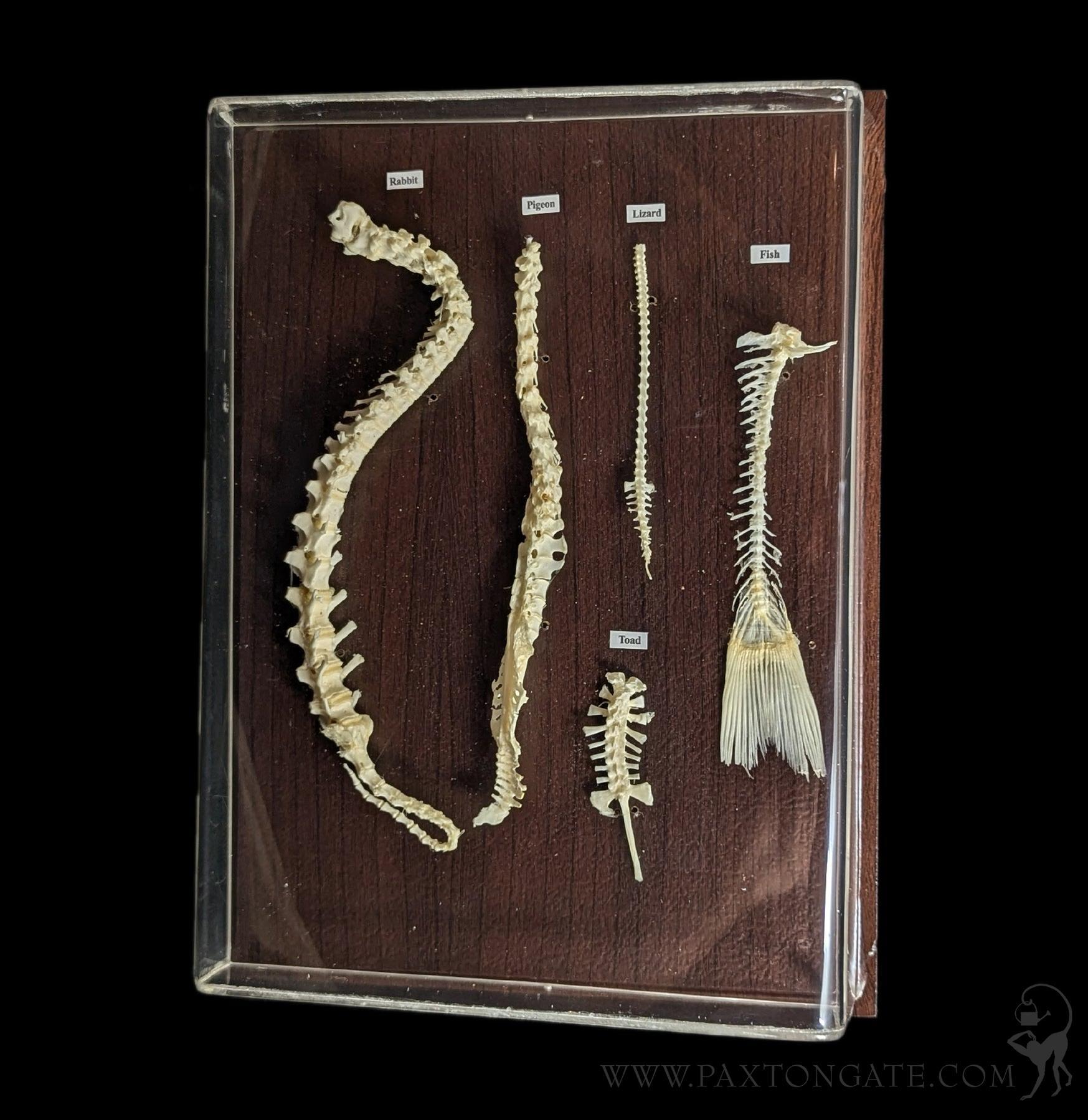 Spinal Column Comparisons For Sale | Paxton Gate