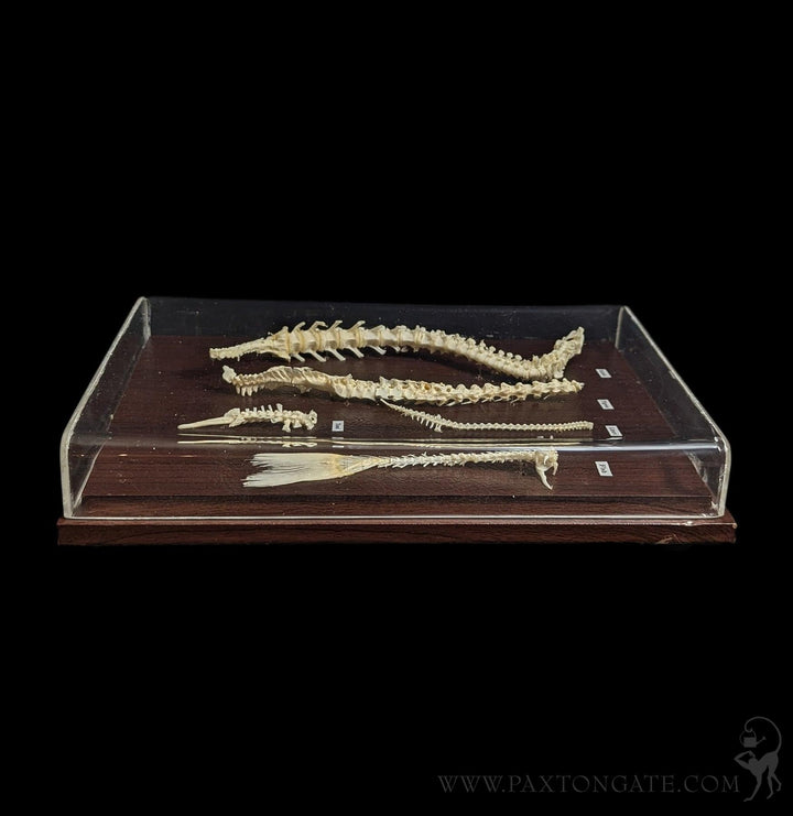 Spinal Column Comparisons For Sale | Paxton Gate