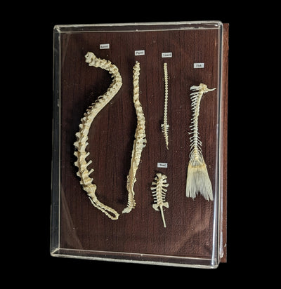 Spinal Column Comparisons-Skeletons-C & A Scientific Co., Inc-PaxtonGate