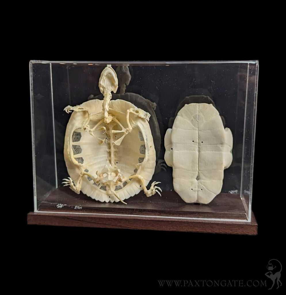 38kt skelton Celluloid “tortoise” 新品 CALMA STORE 38kt Skelton