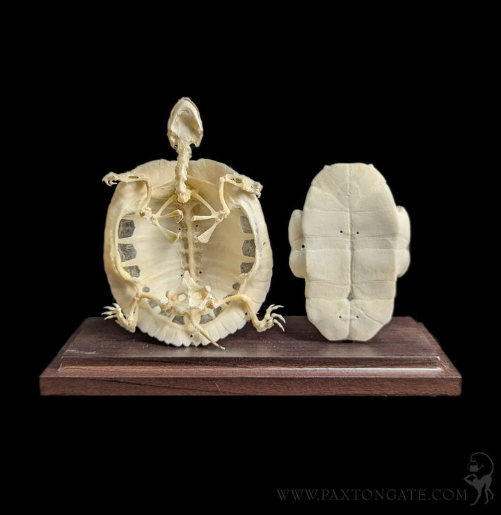Paxton_Gate_skeleton_turtle_72