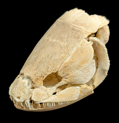 Bowfin Skull-Skulls & Bones-Educational Biofacts INC.-PaxtonGate