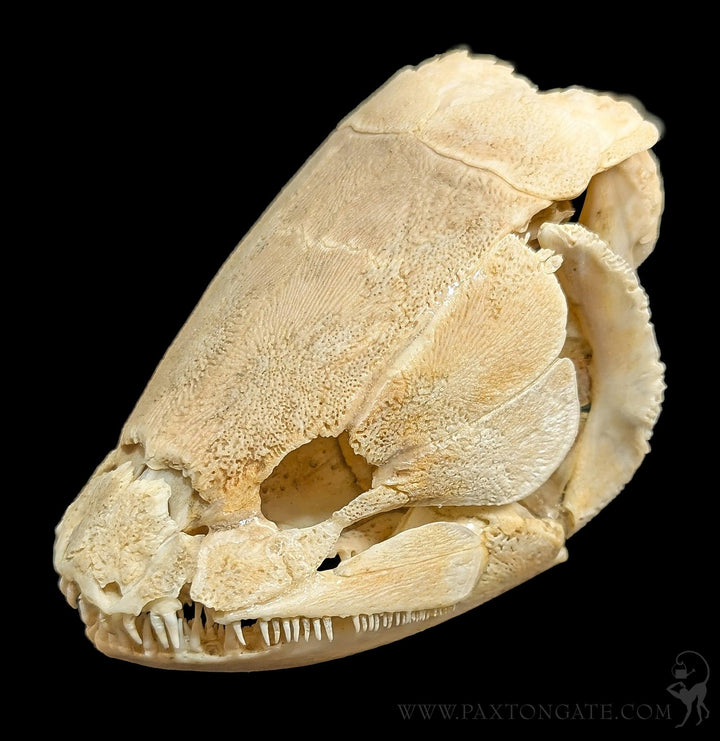 Bowfin Skull For Sale | Paxton Gate