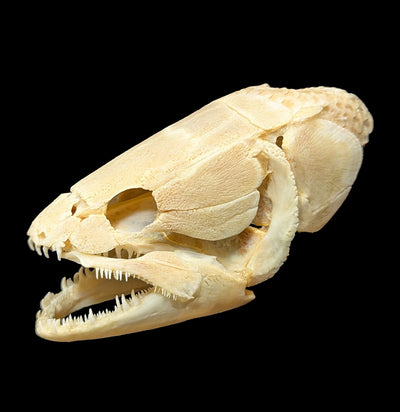 Bowfin Skull-Skulls & Bones-Educational Biofacts INC.-PaxtonGate