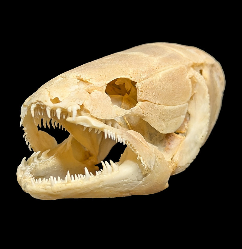 Bowfin Skull-Skulls & Bones-Educational Biofacts INC.-PaxtonGate