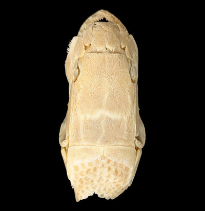 Bowfin Skull-Skulls & Bones-Educational Biofacts INC.-PaxtonGate