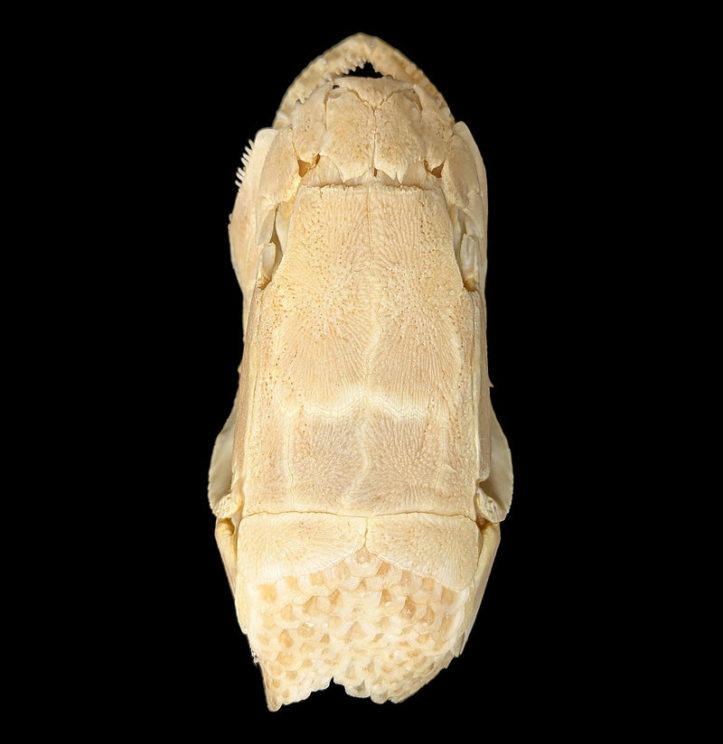 Bowfin Skull-Skulls & Bones-Educational Biofacts INC.-PaxtonGate