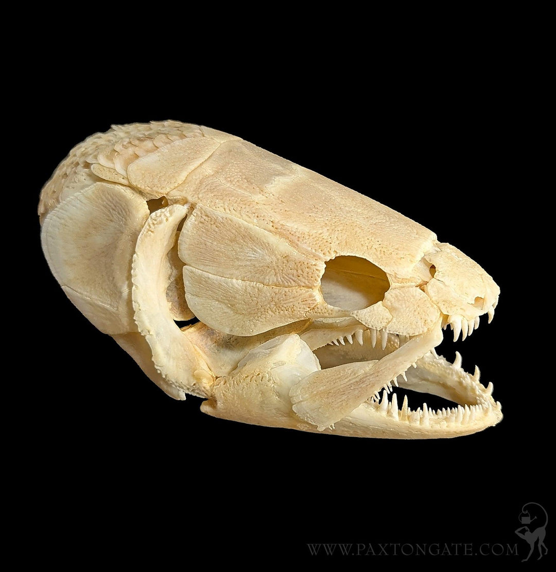 Bowfin Skull For Sale | Paxton Gate