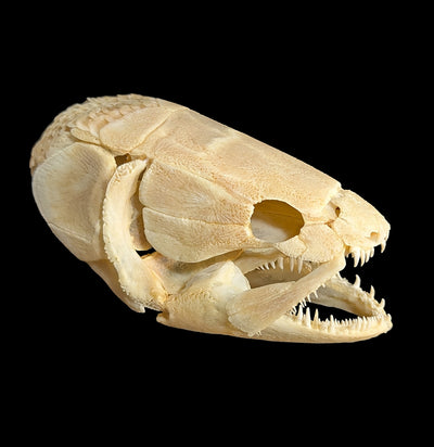 Bowfin Skull-Skulls & Bones-Educational Biofacts INC.-PaxtonGate