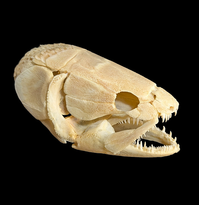 Bowfin Skull-Skulls & Bones-Educational Biofacts INC.-PaxtonGate