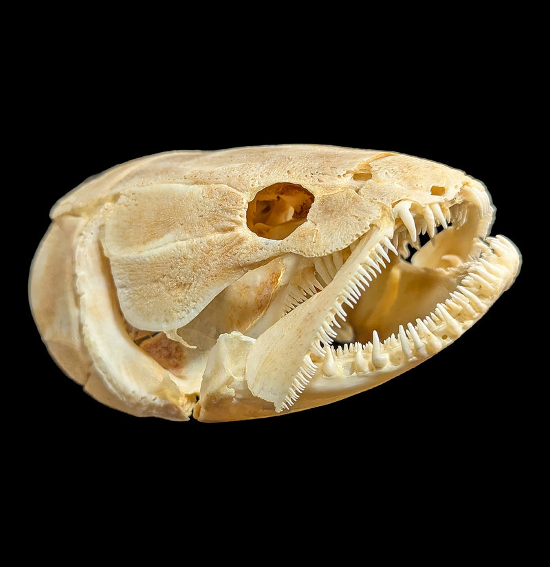 Bowfin Skull-Skulls & Bones-Educational Biofacts INC.-PaxtonGate