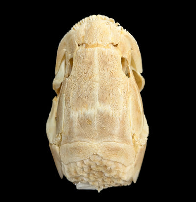 Bowfin Skull-Skulls & Bones-Educational Biofacts INC.-PaxtonGate