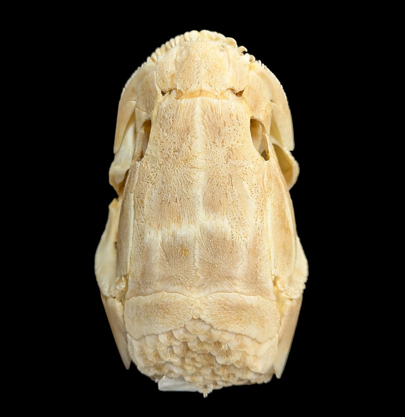 Bowfin Skull-Skulls & Bones-Educational Biofacts INC.-PaxtonGate