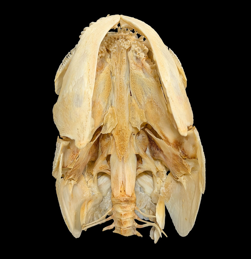 Bowfin Skull-Skulls & Bones-Educational Biofacts INC.-PaxtonGate