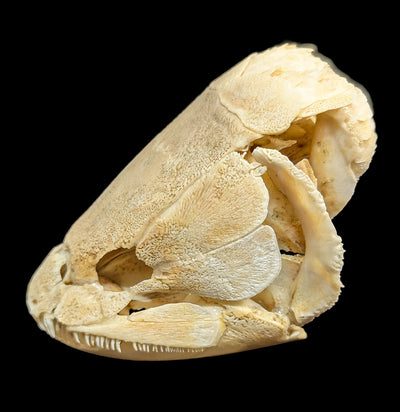 Bowfin Skull-Skulls & Bones-Educational Biofacts INC.-PaxtonGate