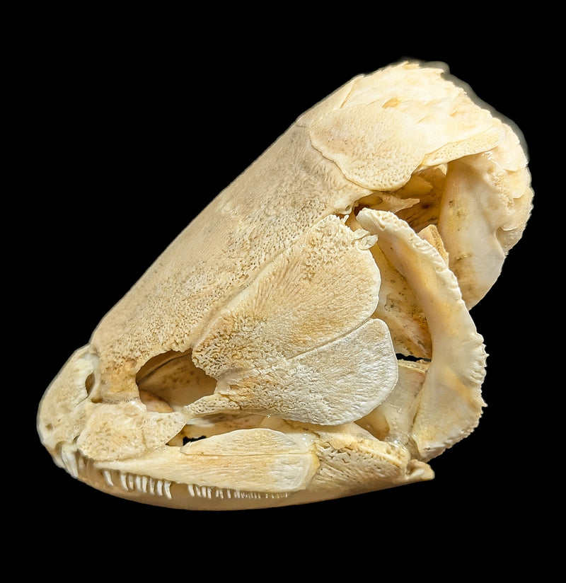 Bowfin Skull-Skulls & Bones-Educational Biofacts INC.-PaxtonGate