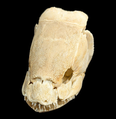 Bowfin Skull-Skulls & Bones-Educational Biofacts INC.-PaxtonGate