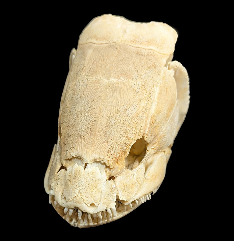 Bowfin Skull-Skulls & Bones-Educational Biofacts INC.-PaxtonGate
