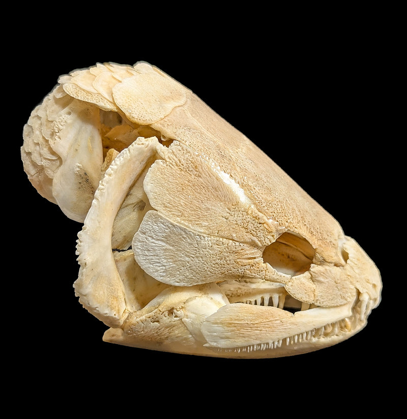 Bowfin Skull-Skulls & Bones-Educational Biofacts INC.-PaxtonGate