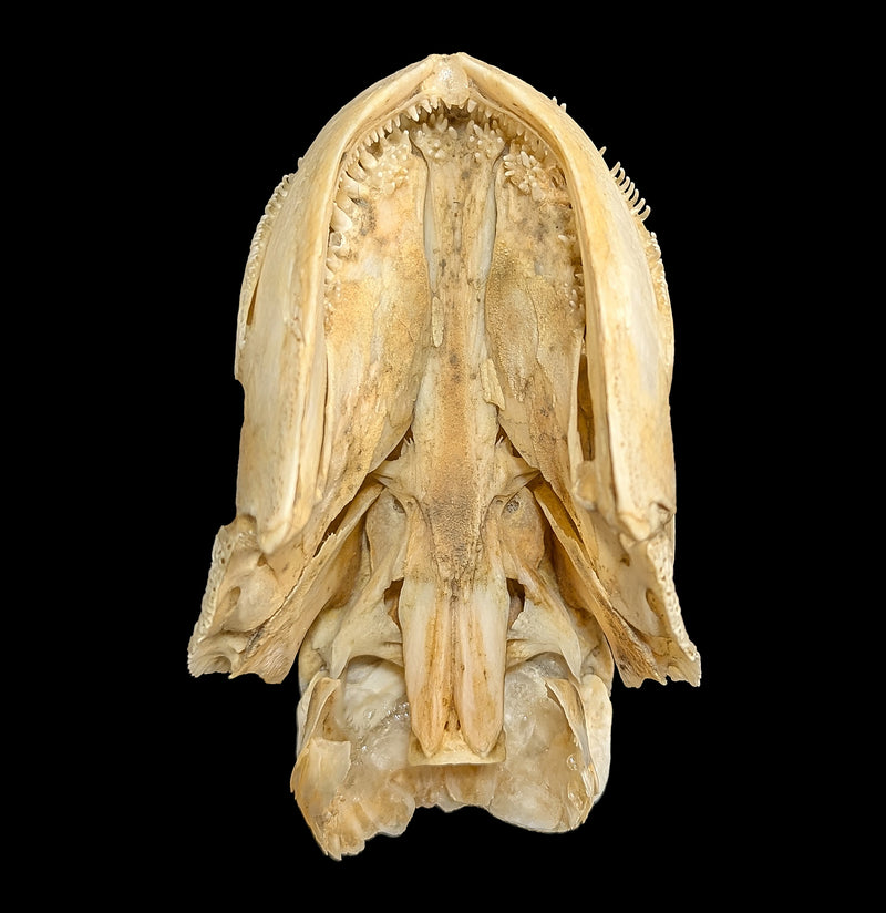Bowfin Skull-Skulls & Bones-Educational Biofacts INC.-PaxtonGate