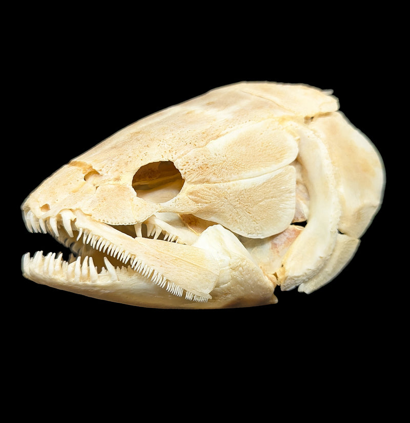 Bowfin Skull-Skulls & Bones-Educational Biofacts INC.-PaxtonGate