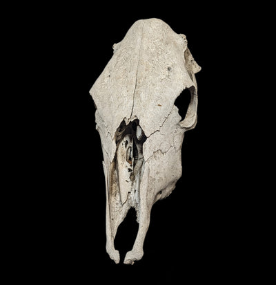 Field Collected Upper Cow Skull-Skulls-Private Seller-PaxtonGate