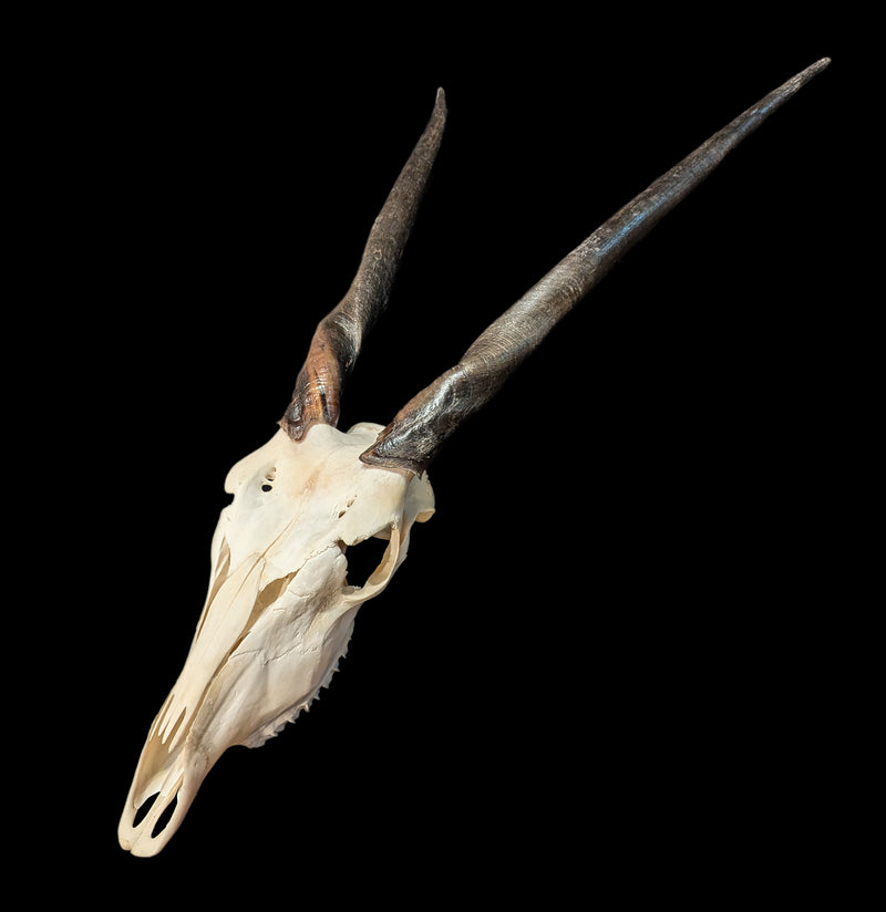 Eland Skull-Skulls-African Crafts Market-PaxtonGate