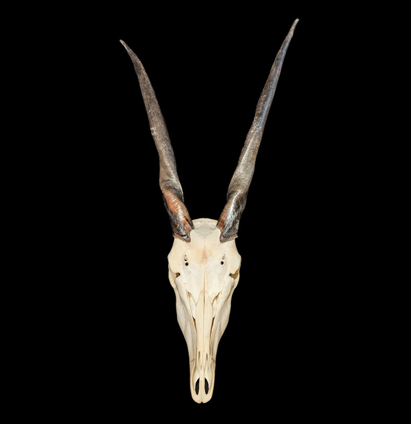 Eland Skull-Skulls-African Crafts Market-PaxtonGate