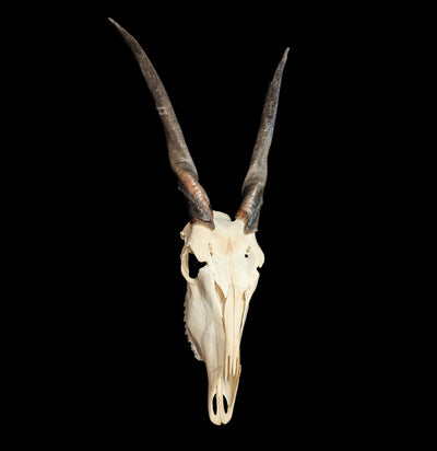 Eland Skull-Skulls-African Crafts Market-PaxtonGate