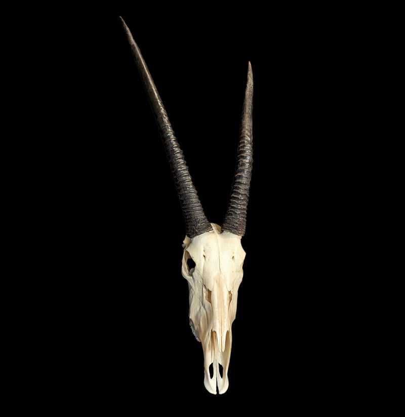 Gemsbok Skull with Horns-Skulls-African Crafts Market-PaxtonGate