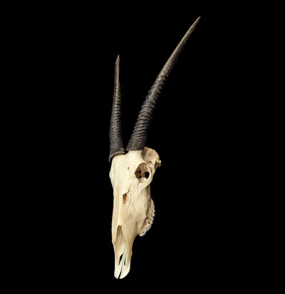 Gemsbok Skull with Horns-Skulls-African Crafts Market-PaxtonGate