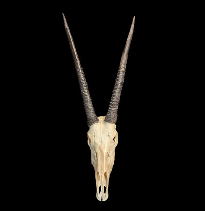 Gemsbok Skull with Horns-Skulls-African Crafts Market-PaxtonGate