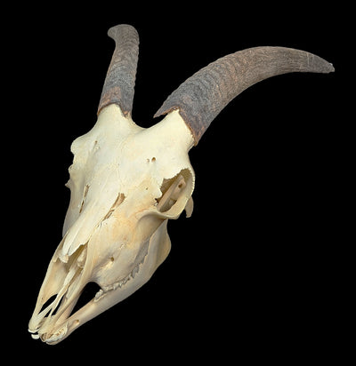 Domestic Goat Skull with Lower Jaw-Skulls & Bones-Educational Biofacts INC.-PaxtonGate