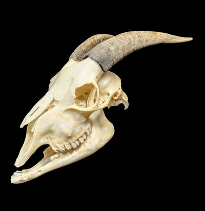 Domestic Goat Skull with Lower Jaw-Skulls & Bones-Educational Biofacts INC.-PaxtonGate