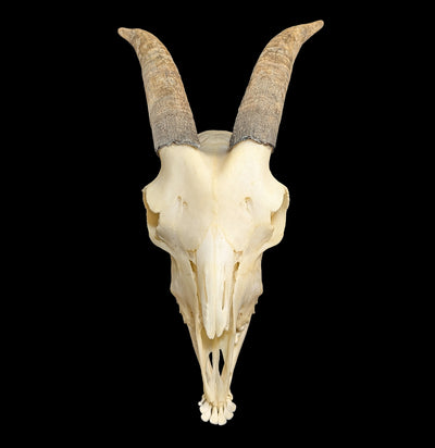 Domestic Goat Skull with Lower Jaw-Skulls & Bones-Educational Biofacts INC.-PaxtonGate
