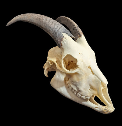 Domestic Goat Skull with Lower Jaw-Skulls & Bones-Educational Biofacts INC.-PaxtonGate
