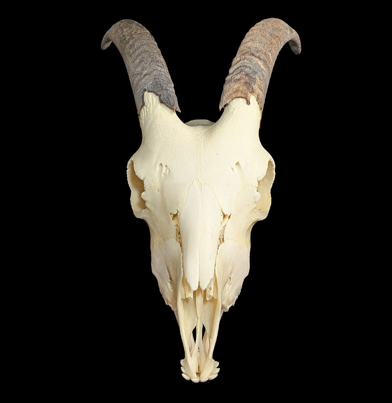 Domestic Goat Skull with Lower Jaw-Skulls & Bones-Educational Biofacts INC.-PaxtonGate