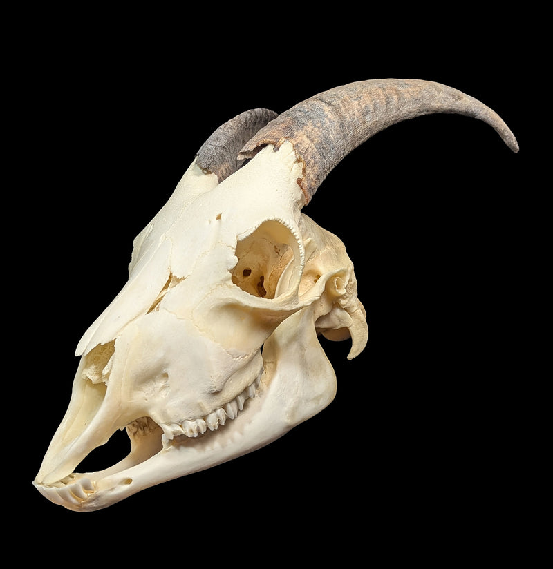 Domestic Goat Skull with Lower Jaw-Skulls & Bones-Educational Biofacts INC.-PaxtonGate