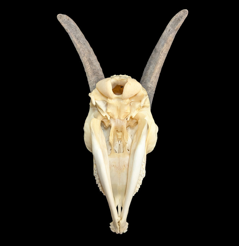 Domestic Goat Skull with Lower Jaw-Skulls & Bones-Educational Biofacts INC.-PaxtonGate