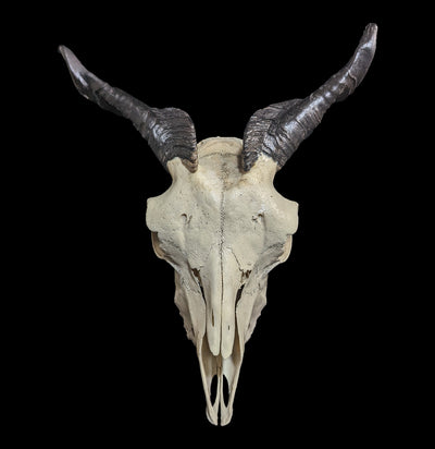 Domestic Goat Skull Specimen A-Skulls-Smilodon Resources LLC-PaxtonGate