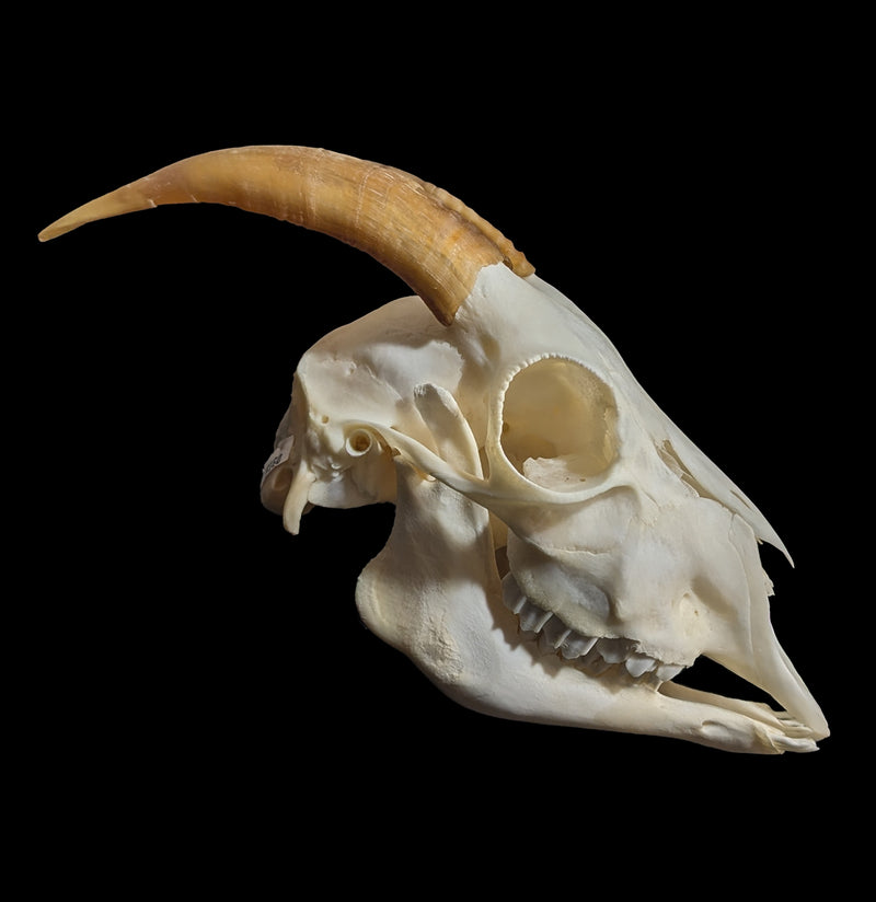 Domestic Goat Skull Specimen B-Skulls-Smilodon Resources LLC-PaxtonGate